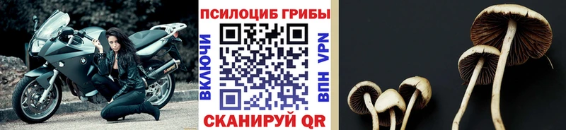 наркота  Лосино-Петровский  Псилоцибиновые грибы Cubensis 